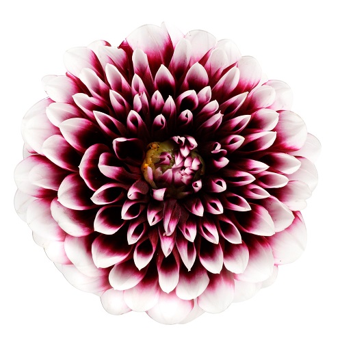 แอ็กซอลตา ประกาศเทรนด์สีรถยนต์ปี 2022 ได้แก่ สีรอยัล มาเจนต้า (Royal Magenta) พบกับเทรนด์สีแห่งปีที่สื่อถึงความยั่งยืนและรถอัตโนมัติแห่งวงการยานยนต์